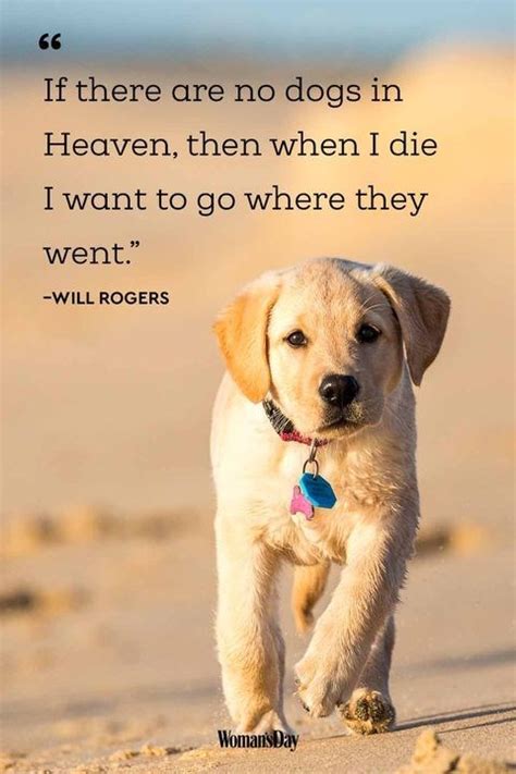 Heckin Wholesome Quotes About Dogs 20 Quotes Dog Lover Quotes