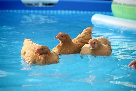 Cant Wait Till Summer So My Girls Can Take A Swim Swimming Chicken