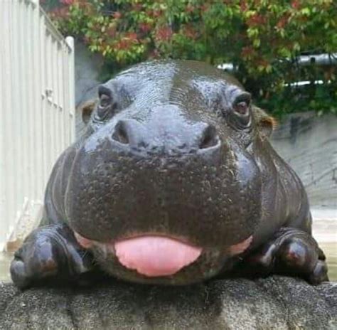 Hippo Tongue Hà Mã Dễ Thương Châu Phi