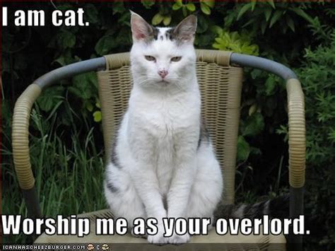 I Am Cat Worship Me As Your Overlord Cute Animals Cute Animals