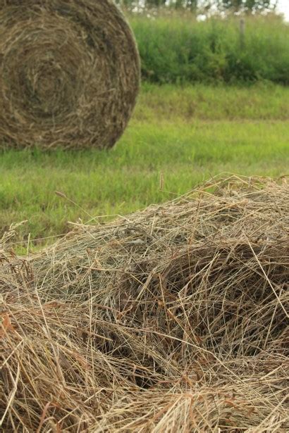Round Hay Bale Free Stock Photo Public Domain Pictures