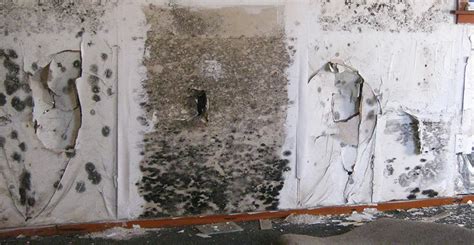 How to identify black mold on wood. 5 Types of Common House Mold | Life's Dirty. Clean Easy.