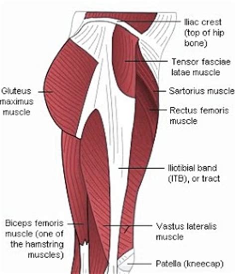 Several muscles cross the front of the hip and create hip flexion, pulling the thigh and trunk toward both muscles cross the floor of the pelvis, emerge at the outer edges of the pubic bones, and finally insert on the inner upper femur (thighbone). Angeline Ong Yoga World: January 2010