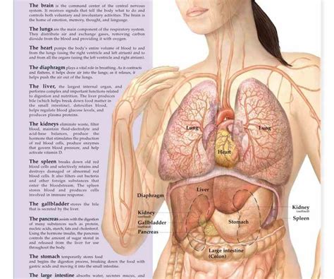 Called Belly Is Body Space Between Thorax Chest Pinpoint Female Body Organs Diagram Anatomy Your