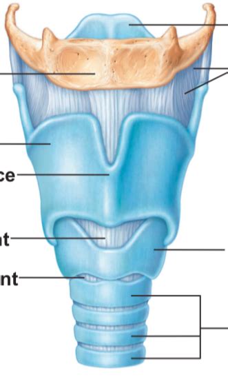 Larynx Anterior View Diagram Quizlet