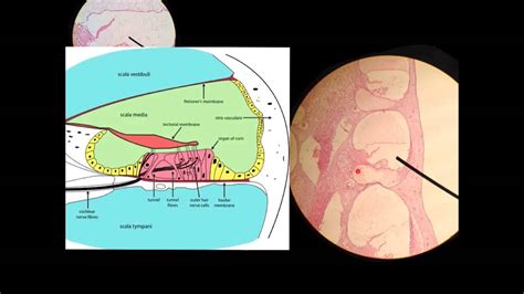 Cochlea Histology Histology Youtube