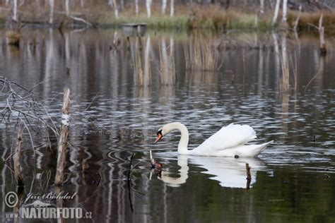 Cygnus Olor Pictures Mute Swan Images Nature Wildlife Photos
