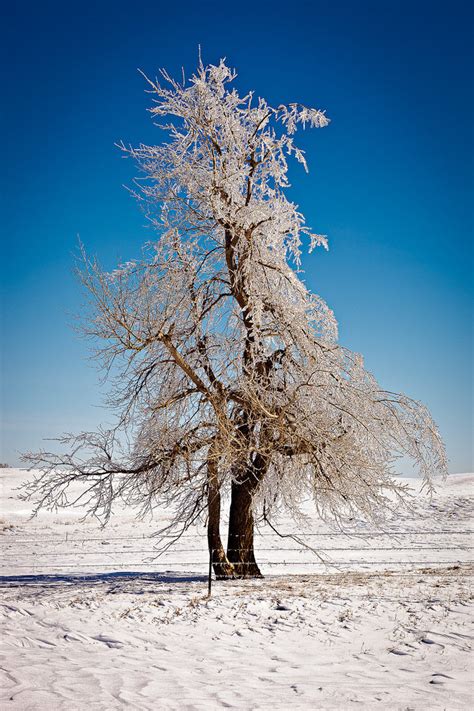 Portrait Of A Tree In Winter Express Photos