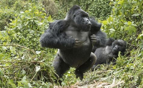 Are Gorillas Dangerous Gorilla Trekking Tours And Safaris In Rwanda