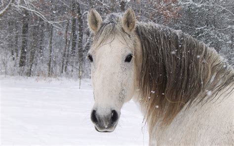 Winterbilder tiere als hintergrundbild : Tiere im winter hintergrundbilder | HD Hintergrundbilder