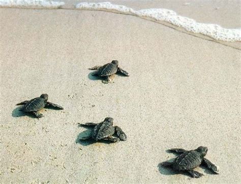 Sea Turtle Hachtlings To Sea Baby Sea Turtles Baby Turtles Turtle