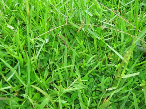 Broadleaf Weeds In Hawaii Lawns
