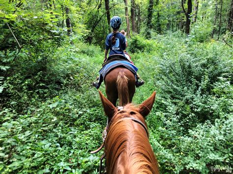 Basic Safety Tips For Trail Riding On Your Horse The Gingerbread Pony