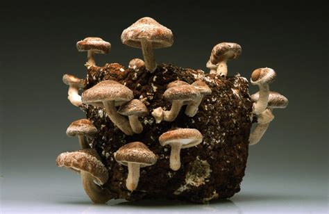 Growing Button Mushrooms Ann Inspired