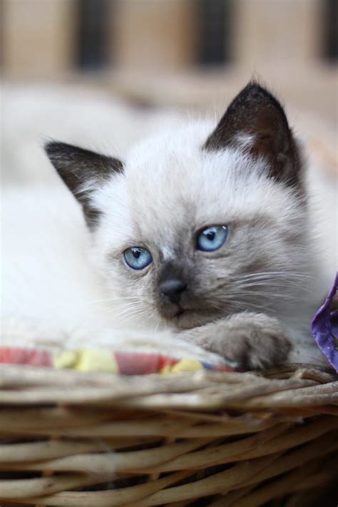 Are Siamese Mix Cats Good Pets Everything You Need To Know All To