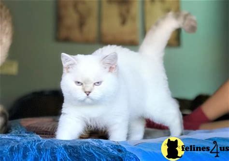 British Shorthair Kitten For Sale British Shorthair White Color Point Female Kitten 5 Yrs And 3