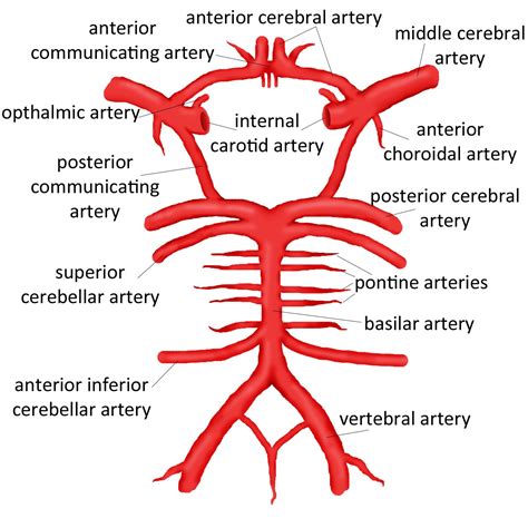 Anterior View Of The Neck Region Artery Vein And Nerv