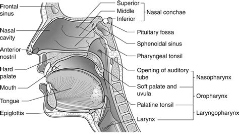 Nose And Pharynx Anatomy Respiratory System Anatomy A