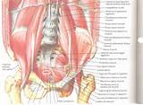 Abdominal Core Muscles Pictures