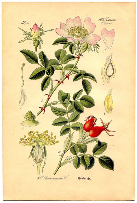 With Rosehips Rose Illustration Illustration Botanique Vintage