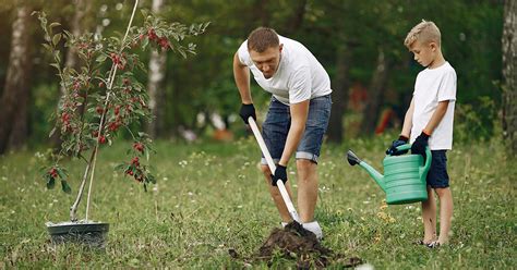 Hướng Dẫn Cách Bón Npk Cho Cây Ăn Quả Cao Phân Bón Cho Cây Ăn Quả Nên