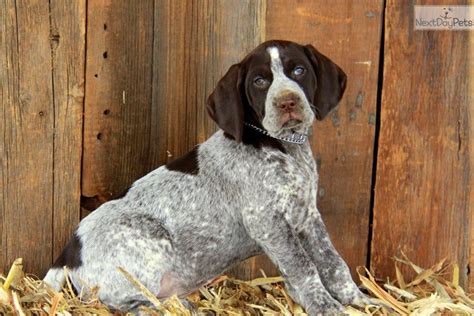 History, behavior, training, fieldwork, traveling, and health care for your new gsp puppy. German Shorthaired Pointer puppy for sale near Lancaster ...