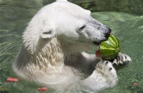 Female Polar Bear Killed By Male Bear At Detroit Zoo The Jerusalem Post