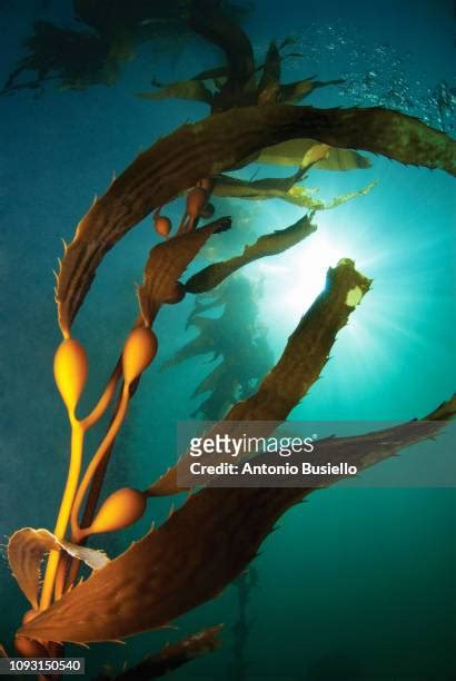 Giant Kelp Photos And Premium High Res Pictures Getty Images