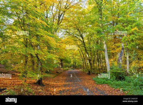 Burnham Beeches National Nature Reserve During Autumn Buckinghamshire