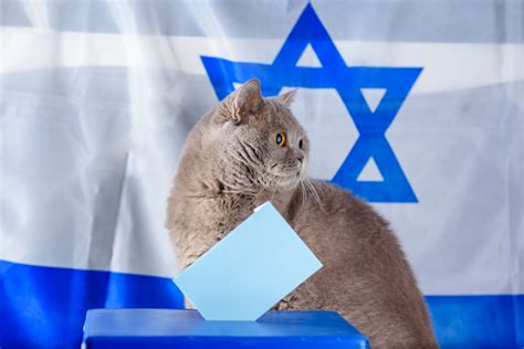 100 Unique Israeli Cat Names Hebrew Cat Names Traveling Cats