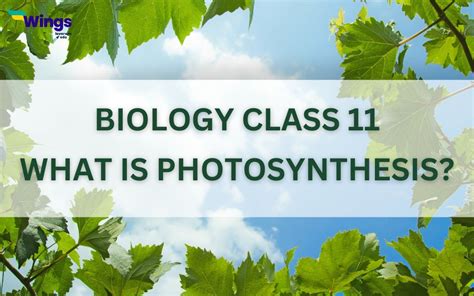 Class Photosynthesis In Higher Plants Ncert Notes Leverage Edu