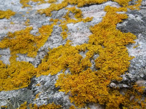 Lechen es una conjugación del verbo lechar. Rock Pooling: Common Lichens of the sea shore