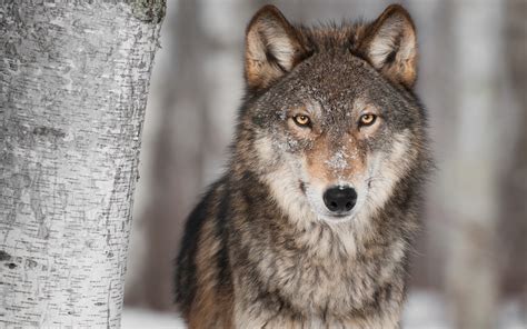 Lobo Fondo De Pantalla 2k Hd Id3012