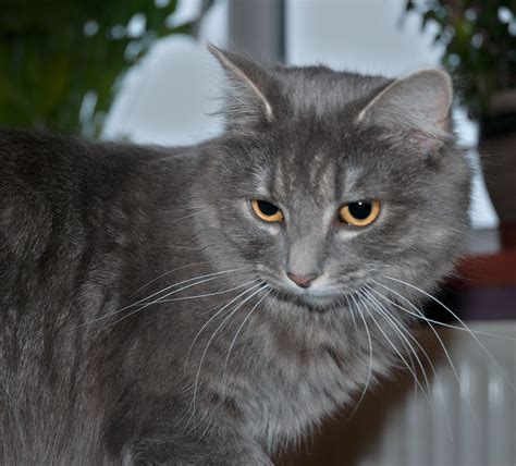 Álbumes 90 Foto Raza De Gatos Grises Con Blanco Alta Definición