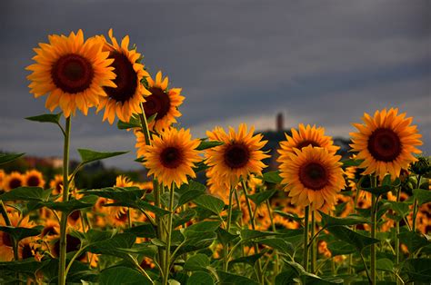 Sunflowers And Grey Sky Wallpaperuse