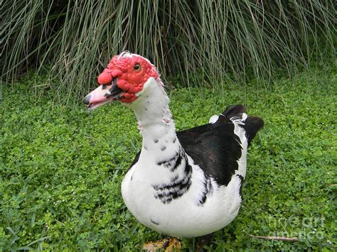 Ugly Duck Photograph By Joanne Askew Fine Art America