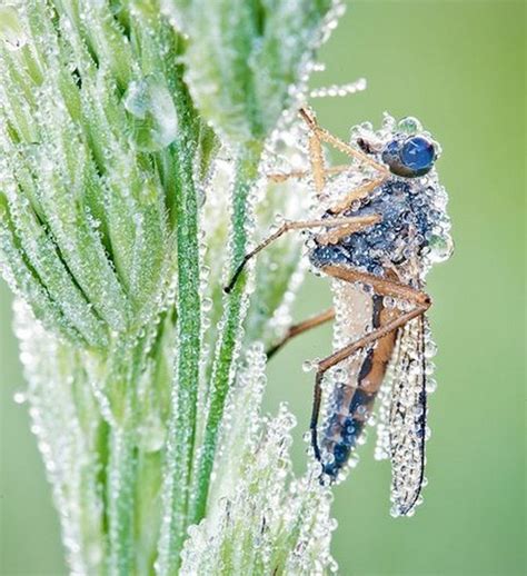 Fantastic Macro Photography Of Insects In Morning Dew Drops