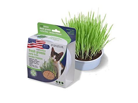 The most common types of cat grass are wheatgrass, barley. SmartyKat Sweet Greens Cat Grass Kit- 1 Oz - Rennamo