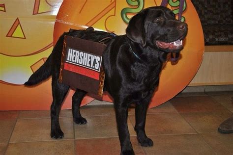19 Costumes That Prove Labradors Always Win At Halloween Dog