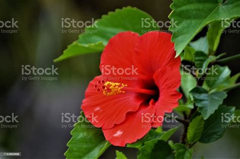 Red Gumamela Floer Or Rosemallows Blooming Stock Photo Download Image