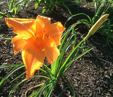 Day Lily Day Lilies Plants Planting Flowers