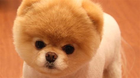 Boo The ‘worlds Cutest Dog Dies Nbc Los Angeles