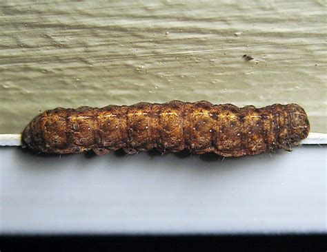 Brown Caterpillar Bugguidenet