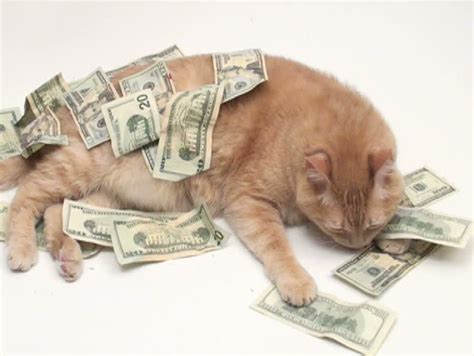 Fat Cat With Money V2 Ntsc Stock Footage Video 767857 Shutterstock