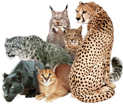 Big cats (with the exception of cheetahs, lynx, and snow leopards) roar. Wild Cat | Wild Life Adventures