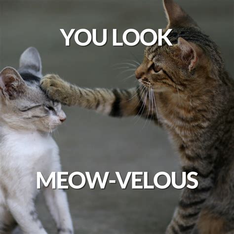60 Purr Fect Cat Puns That Are Totally Paw Some Letterpile