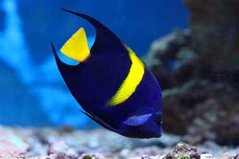 Yellow And Blue Fish