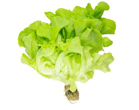 Fresh Organic Green Lettuce Isolated On Transparent Background Png