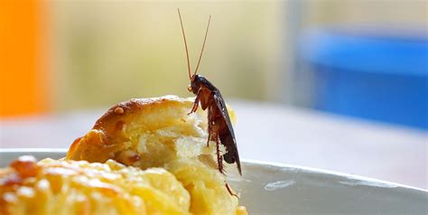 Controlling Cockroaches In Restaurants Boos Bug Stoppers