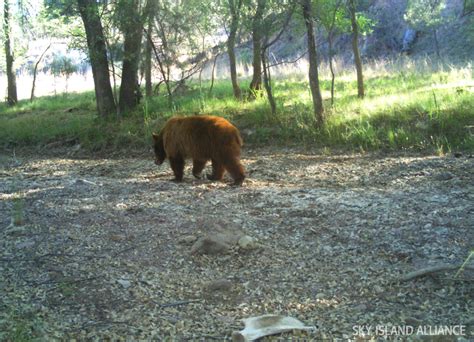 Conserving Wildlife Sky Island Alliance